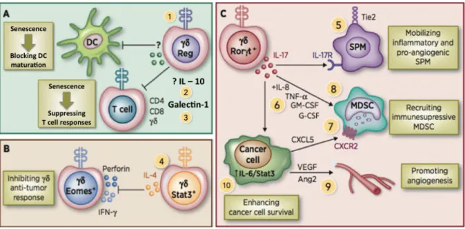 Figure  8 :  Les  lymphocytes  T  !"  exercent  des  fonctions  pro-tumorales  par  différents  mécanismes