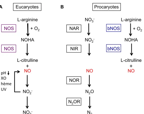 Figure  9 :  Les  différentes  sources  de  NO  dans  l’organisme.  A.  Dans  les  cellules 