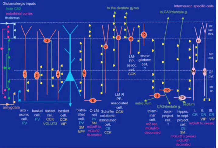 Figure  I.2:  Interneuron  diversity.  Diagrammatic  representation  of  the  different  subtypes  of  CA1  hippocampal  interneurons