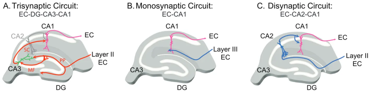 Figure I.3: The different cortico-hippocampal excitatory circuits. Diagrammatic representations of  the hippocampus illustrating the EC-DG-CA3-CA1 trisynaptic (A), the EC-CA1 monosynaptic and the  EC-CA2-CA1 disynaptic circuits