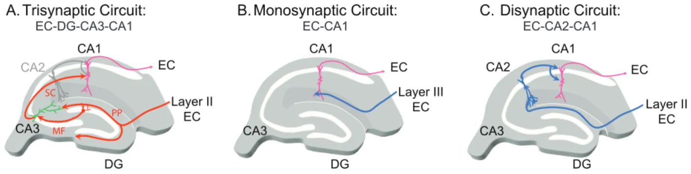 Figure I.3: The different cortico-hippocampal excitatory circuits. Diagrammatic representations of  the hippocampus illustrating the EC-DG-CA3-CA1 trisynaptic (A), the EC-CA1 monosynaptic and the  EC-CA2-CA1 disynaptic circuits