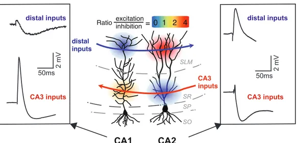 Figure  I.4:  Driving  strength  of  CA3  and  distal  inputs  onto  CA1  and  CA2  pyramidal  neurons