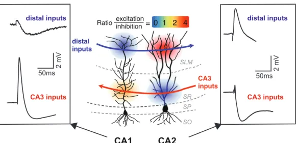 Figure  I.4:  Driving  strength  of  CA3  and  distal  inputs  onto  CA1  and  CA2  pyramidal  neurons