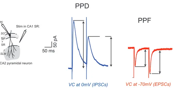 Figure I.6: Paired-pulse depression (PPD) and  Paired-pulse facilitation (PPF) with 100ms inter- inter-pulses  interval