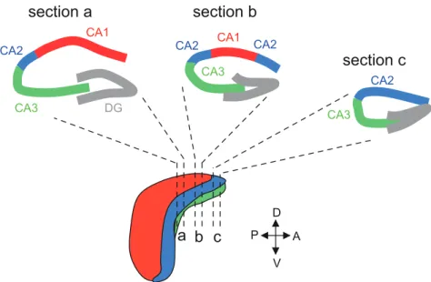 Figure  I.11:  The  hippocampal  subfields  along  the  transverse  axis  of  the  dorsal  hippocampus