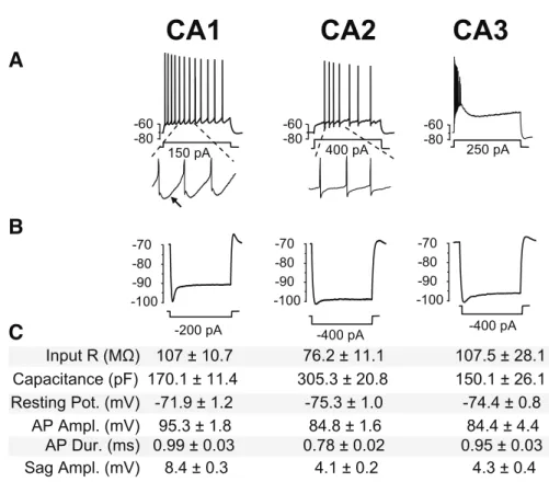 Figure I.12: Distinct electrophysiological properties of pyramidal neurons in the CA1, CA2 and  CA3 hippocampal subfields