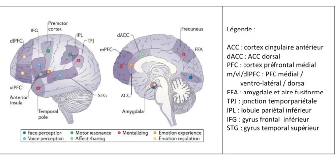 Figure 5 : Bases neurales des processus de cognition sociale, d’après Green et al., 2015 