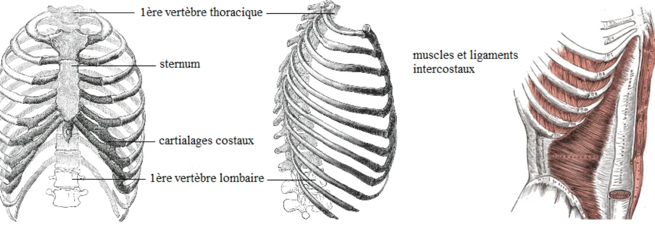 Figure 2-4 La cage thoracique, vue de face et de profil (adapté de bartleby.com, image libre de  droits) 