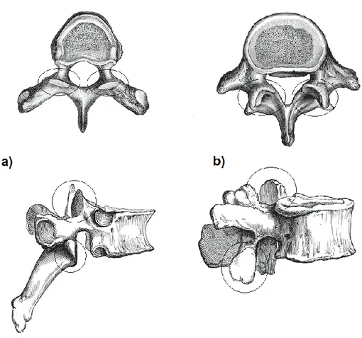 Figure 2-8 Orientation anatomique verticale et latérale des facettes articulaires a) thoraciques et  b) lombaires (adapté de bartleby.com, images libres de droits) 