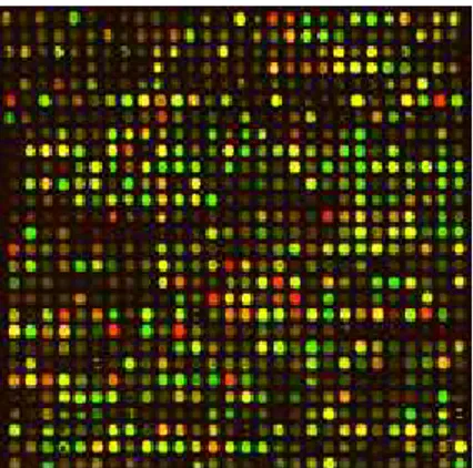 Figure 2. Small portion of a scanned (spotted) microarray (1 out of 48 blocks). Each colored dot corresponds to a spot where thousands of identical sequences have been fixed