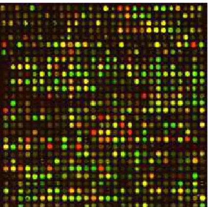 Figure 2. Small portion of a scanned (spotted) microarray (1 out of 48 blocks). Each colored dot corresponds to a spot where thousands of identical sequences have been fixed