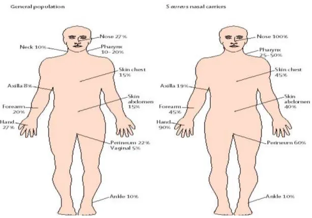 Figure 1 : Répartition des Taux de portage du S. aureus au niveau du corps humain 