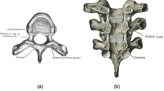 Figure 1-5 : Anatomie d’une vertèbre : (a) vue de dessus, (b) coupe frontale (adapté de Gray, 1918) 