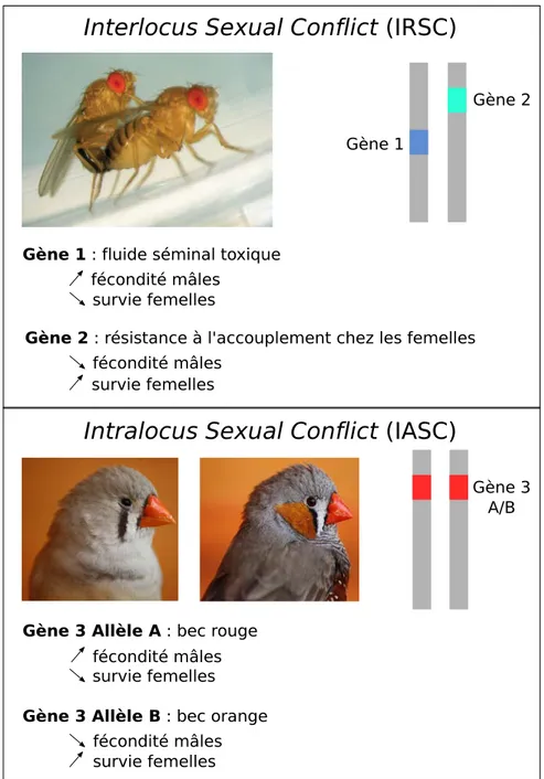 Figure 1.2 – Schéma simplifié d’un conflit sexuel interlocus (IRSC) et d’un conflit sexuel intralocus (IASC)