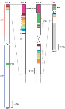Figure 1.5 – Structure des chromosomes sexuels chez l’Homme. PAR1 et PAR2