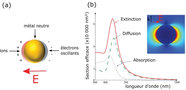 Figure 2.2 Des électrons aux propriétés optiques. (a) L’oscillation collective des électrons crée une distribution de charge à la surface de la particule (b) Une particule d’or de 100 nm de diamètre résonne dans le visible