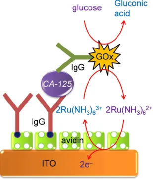 Figure I.5. Illustration of the sandwich asssay reported by Sing et al., 2013  (52) . 