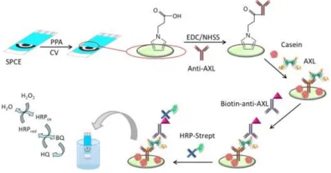 Figure I.10. Different steps construct the amperometric immunosensor for AXL detection involving  pPPA-modified SPCEs and covalent immobilization of anti-AXL  (53) 