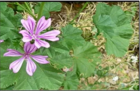 Figure 1: Parties aériennes de Malva sylvestris L. (photo personnelle)  1.1 Description botanique    