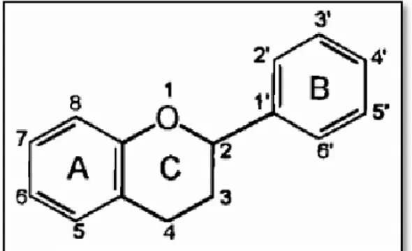 Figure 5: Structure de base des flavonoïdes (Abedini, 2013). 