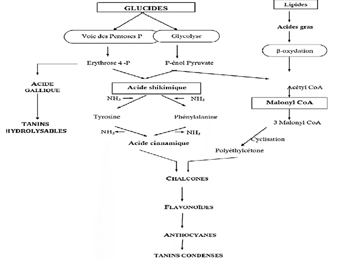 Figure 8: Représentation des voies de biosynthèse des polyphénols (Chaouche, 2014).  2