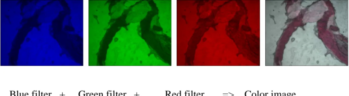 Figure 2.7:  The process to acquire the color image of a specimen 
