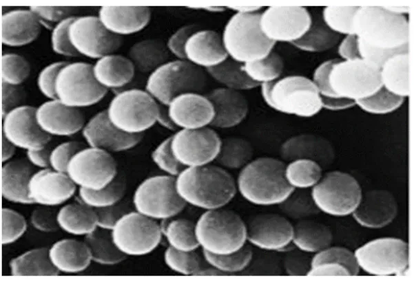 Figure 02 : Observation de S. aureus après