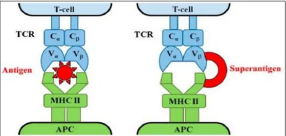 Figure 04 : Mécanisme d’action des superantigènes de S. aureus (MACIAS et al. 2011). A