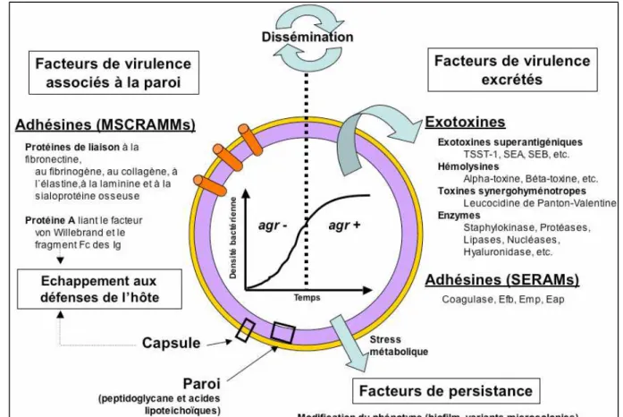 Figure 05 : Régulation des facteurs de virulence par le système agr (Ferry, 2008)