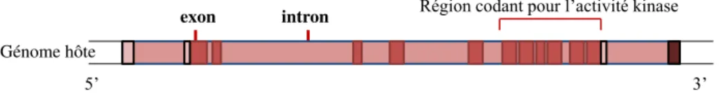 Figure 40 - Schéma de la séquence du gène c- Src d’après εartin 84