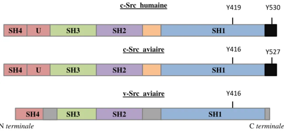 Figure 43 - Homologie de structure de c-Src humaine, aviaire et v-Src aviaire Yeatman et coll