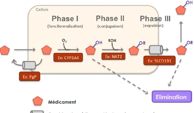 Figure  1.1|  Représentation  schématique  du  métabolisme  des  médicaments  (Encadré 1.2).