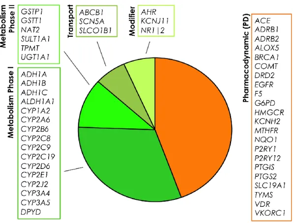Figure 1.5 | Liste des 50 gènes VIP (Very Important Pharmacogenes) annotés dans la  base de données PharmGKB (www.pharmgkb.org) en mars 2014.
