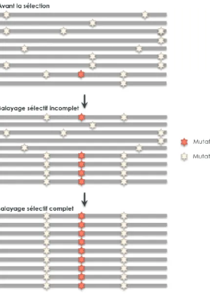 Figure 1.6 | Représentation schématique des différents types de balayages sélectifs.  La  distribution  des  mutations  (étoiles)  est  représentée  sur  les  chromosomes  (barres  grises) avant sélection, et après un balayage sélectif partiel ou complet