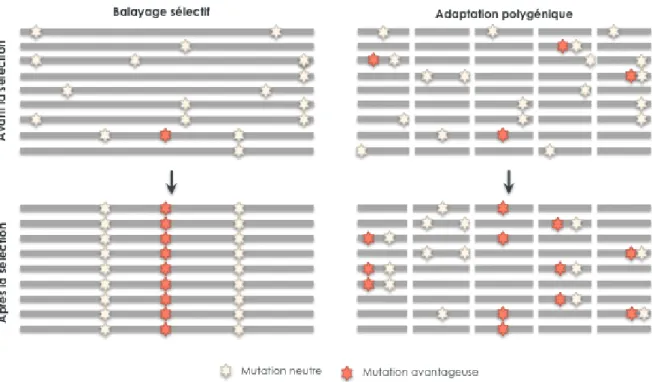 Figure  1.7  |  Représentation  schématique  d’un  balayage  sélectif  classique  et  de  l’adaptation polygénique