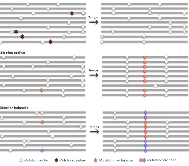 Figure 1.8 | Représentation schématique des différentes formes de sélection naturelle