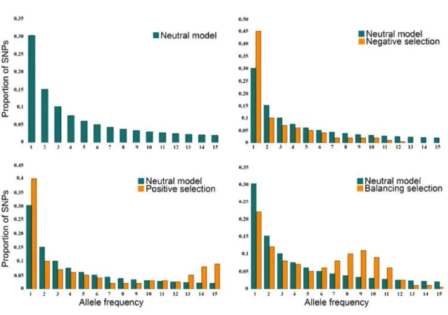 Figure  1.9  |  Différentes  formes  prises  par  le  spectre  de  fréquence  allélique  d’une  population sous un modèle neutre ou sous sélection négative, positive ou balancée.