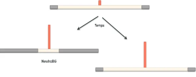 Figure 1.10 | Représentation schématique de l’évolution de la fréquence allélique et  de  l’étendue  du  déséquilibre  de  liaison  entourant  un  variant  évoluant  sous  la  neutralité (gauche) ou soumis à une pression de sélection positive de type balay