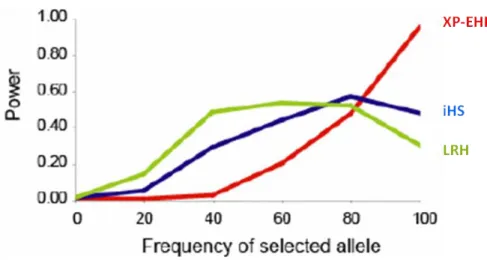 Figure 1. 11 | Puissance de détection d’un balayage sélectif selon la fréquence de  l’allèle sélectionné pour les tests de sélection LRH, iHS et XP-EHH