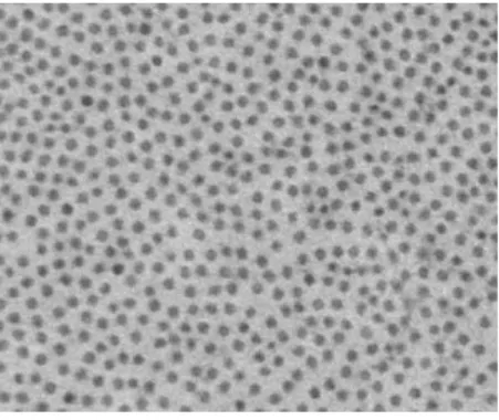 Figure 1.5 – Image TEM d’un arrangement de fibrilles de collagène dans la cornée humaine (par G