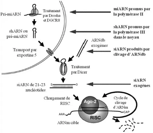 Figure 1-2 : Mécanisme de silençage génique post-transcriptionnel et molécules effectrices de  l'ARNi (adapté d’Aagaard &amp; Rossi, 2007)