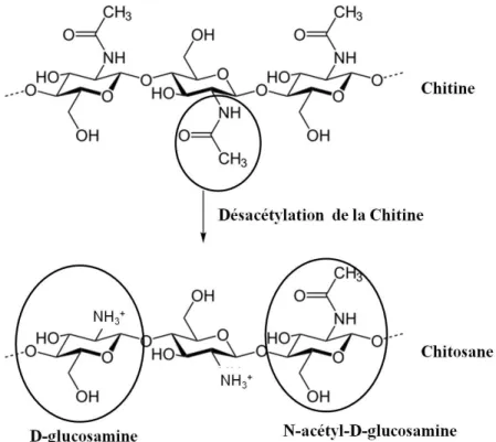 Figure 1-3 : Désacétylation de la chitine produisant le chitosane. Modifié de (NEUROtiker, 2008) 