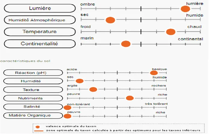 Figure 03: Ensemble des caractères écologiques de la Picride, fausse vipérine (Holzapfel, 1993)
