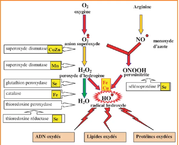 Figure 12: Mode d’action des principaux systèmes enzymatiques antioxydants et de leurs  cofacteurs métalliques (Favier, 2003)
