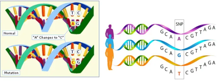 Figure I.17. Point mutations and SNP. A) A point mutation is any change in the sequence of DNA 