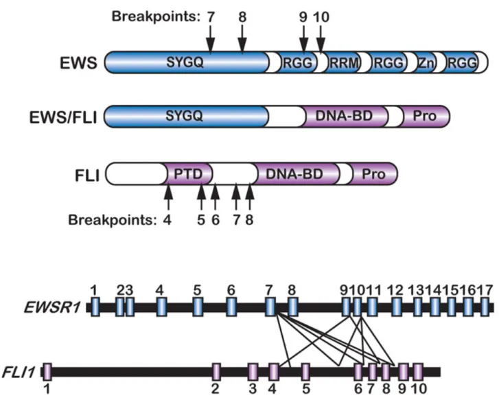 Figure 3. The EWS-FLI1  gene  fusion.  A)The  genomic  domains  of  EWSR1,  FLI1,  and  EWS-FLI1 genes