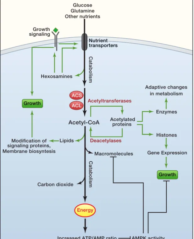 Figure 4. Cell growth and survival and the role of metabolism. Cell growth and proliferation are controlled  by extracellular ligands, which bind to cell surface receptors and initiate signal transduction cascades, which  eventually stimulating numerous ce