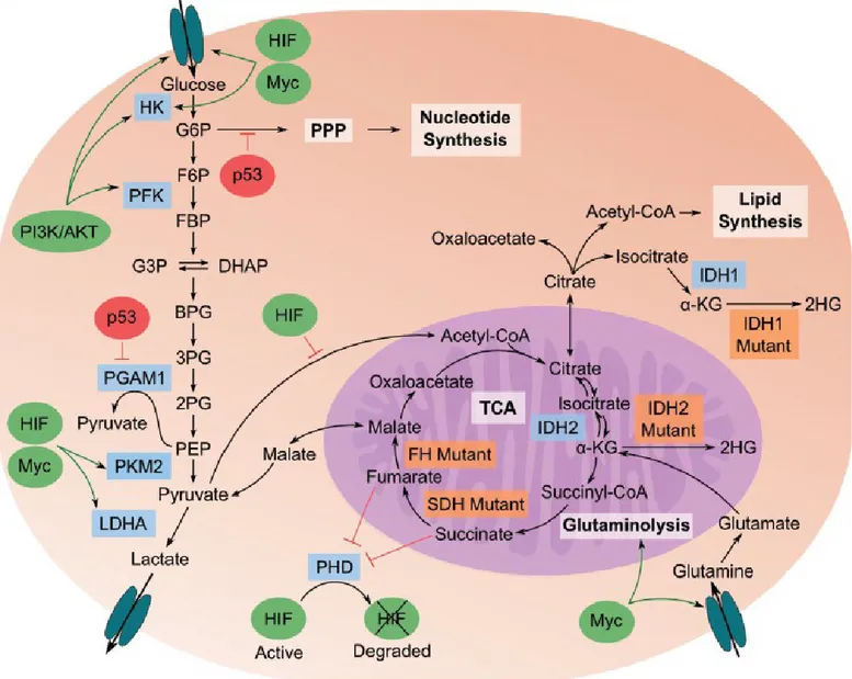 Figure 5: Tumor metabolism: Relationships between metabolites and genes in cancer cells