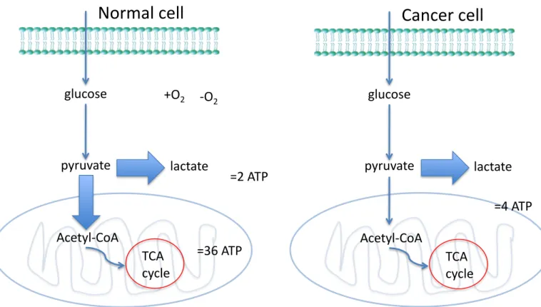 Figure 6. The Warburg effect. In normal cells, glucose is turned into pyruvate. When enough oxygen is present,  the emphasis is on oxydative phosphorylation, and pyruvate enters the TCA cycle, generating 36 molecules  of ATP