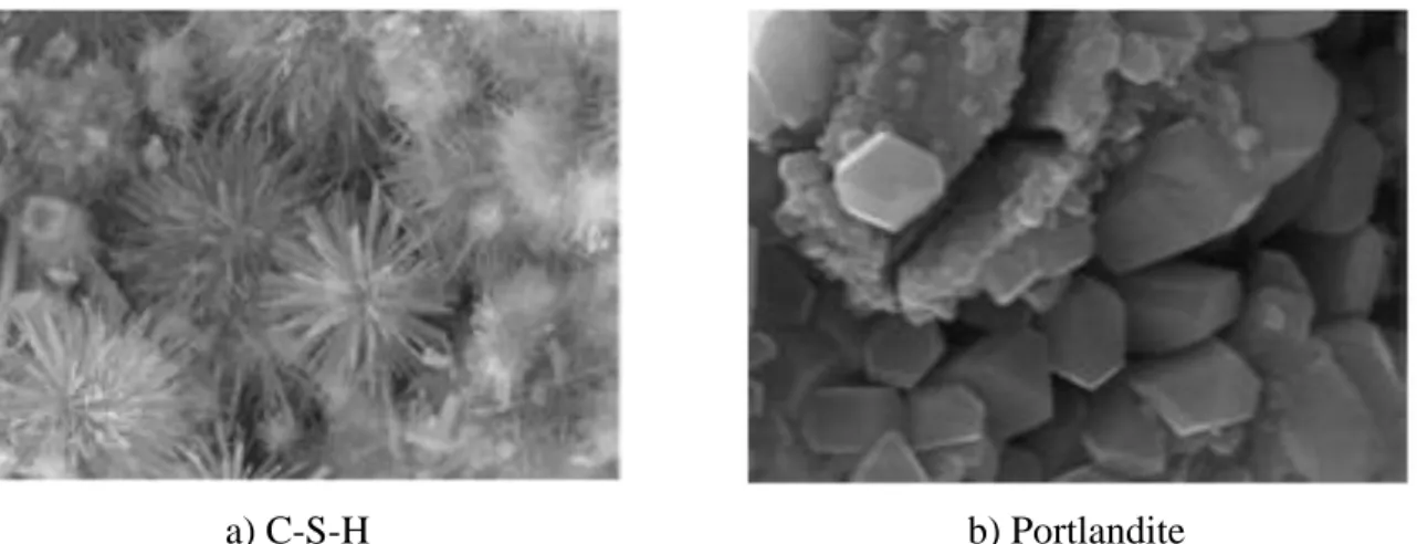 Figure 2.5: Gel de C-S-H et cristaux de portlandite observés au microscope (Prati &amp; Gandolfi,  2015) 